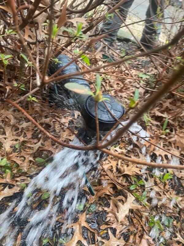 Sprinkler system watering dry leaves and green vegetation among branches and young leaves.